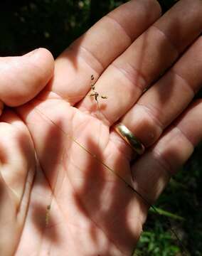 Image of bunch cutgrass