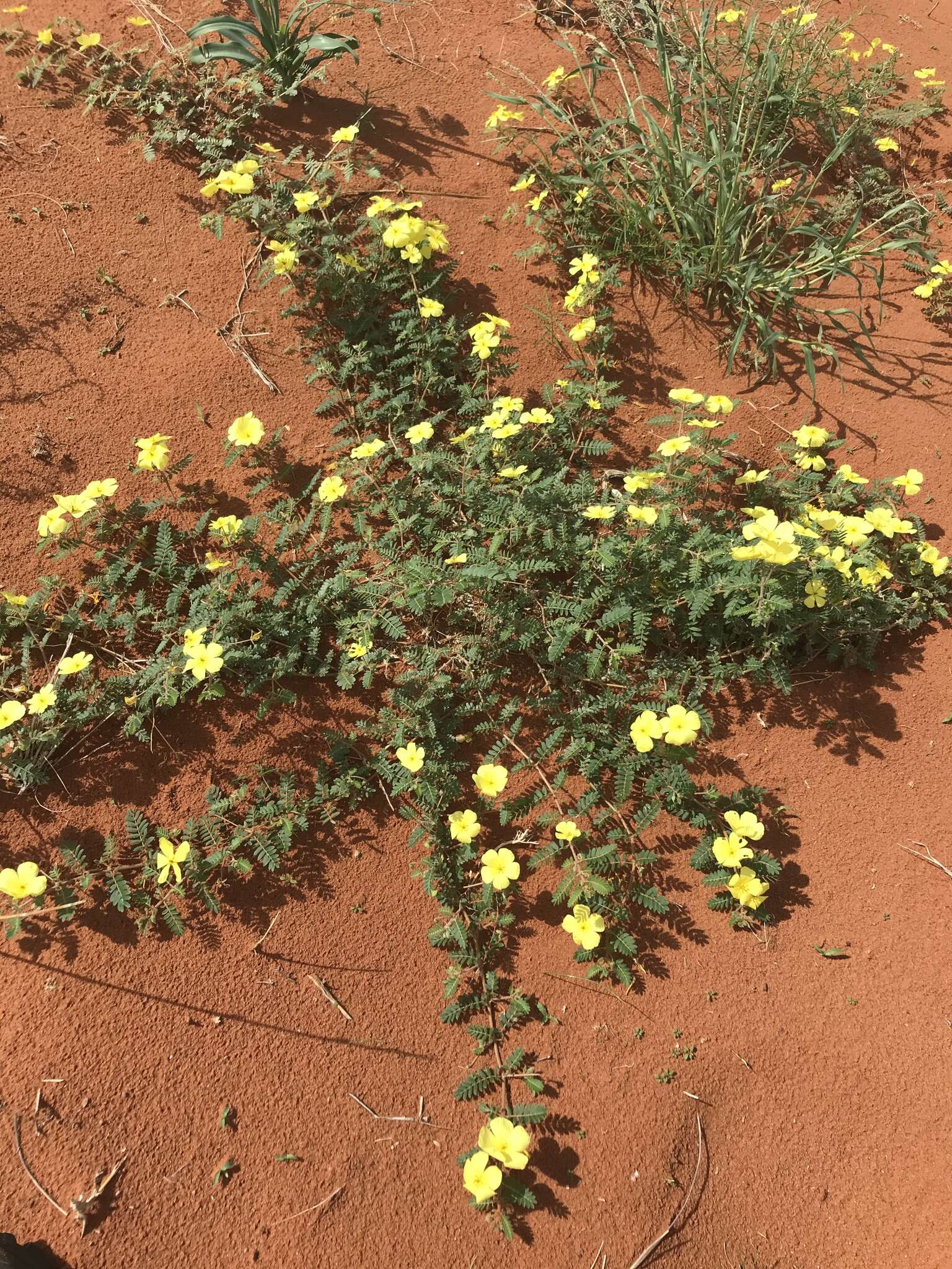 Image of Tribulus pentandrus var. pterophorus (Presl) P. Singh & V. Singh