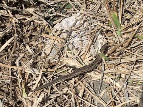 Image of Bojer's Skink