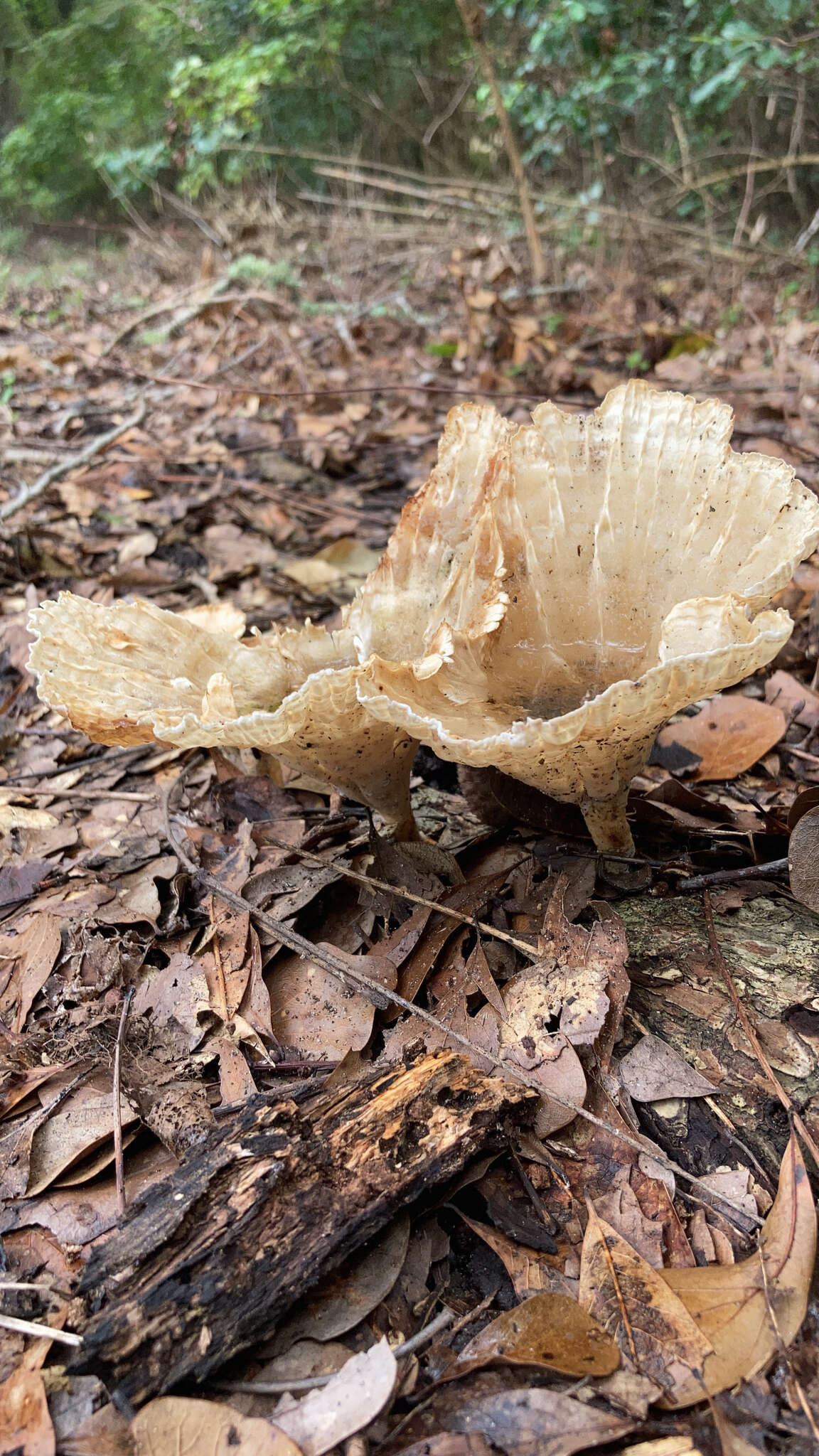 Image of Cymatoderma caperatum (Berk. & Mont.) D. A. Reid 1956