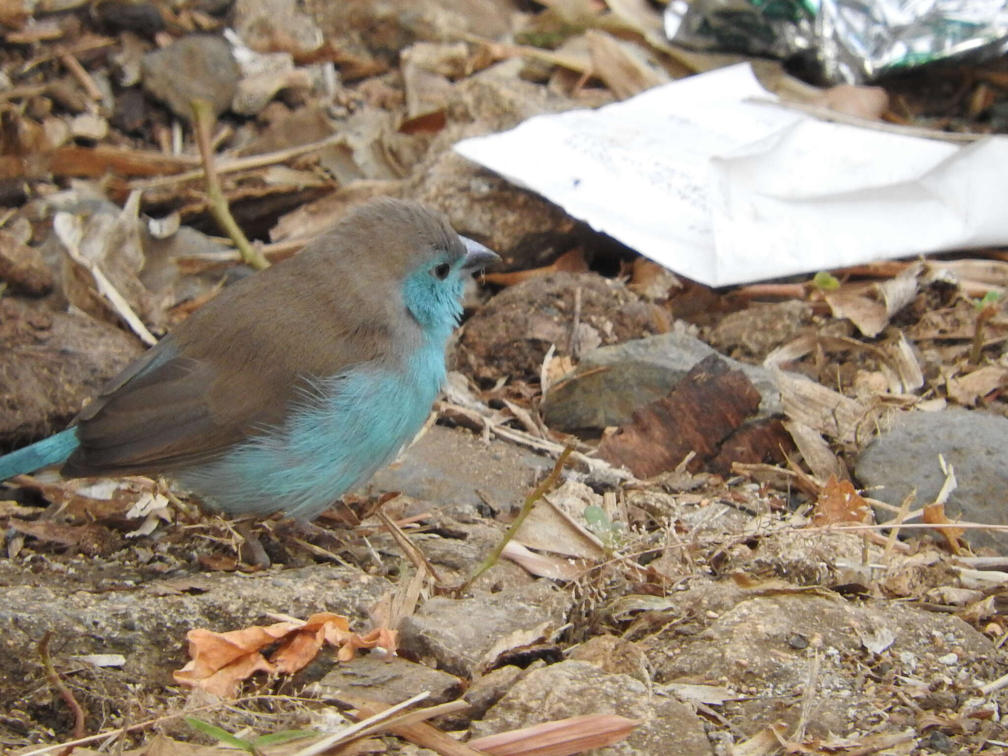 Image of Blue Waxbill