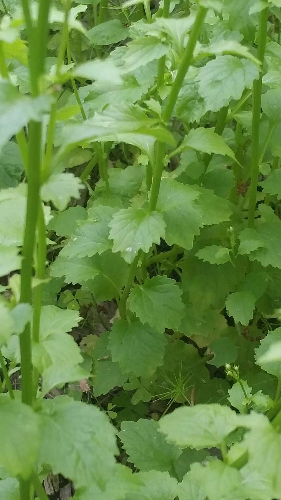 Image of pineland lobelia