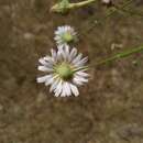 Imagem de Malacothrix saxatilis var. commutata (Torr. & A. Gray) Ferris