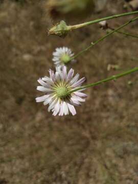 Imagem de Malacothrix saxatilis var. commutata (Torr. & A. Gray) Ferris