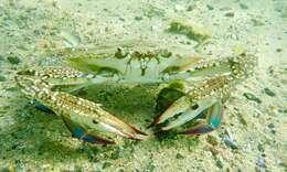 Image of Blue swimmer crab