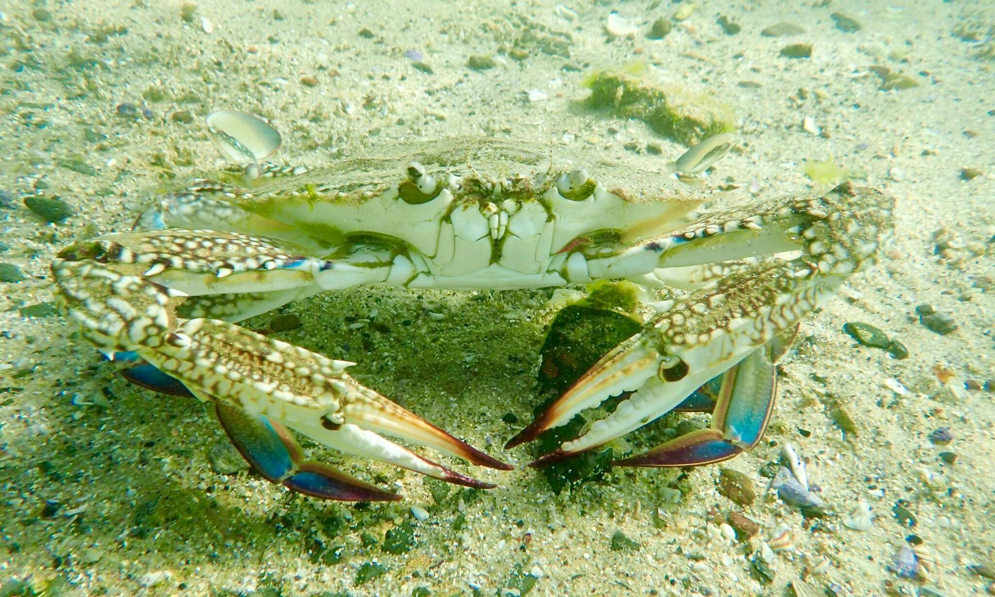 Image of Blue swimmer crab