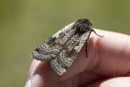 Image of Large Yellow Underwing