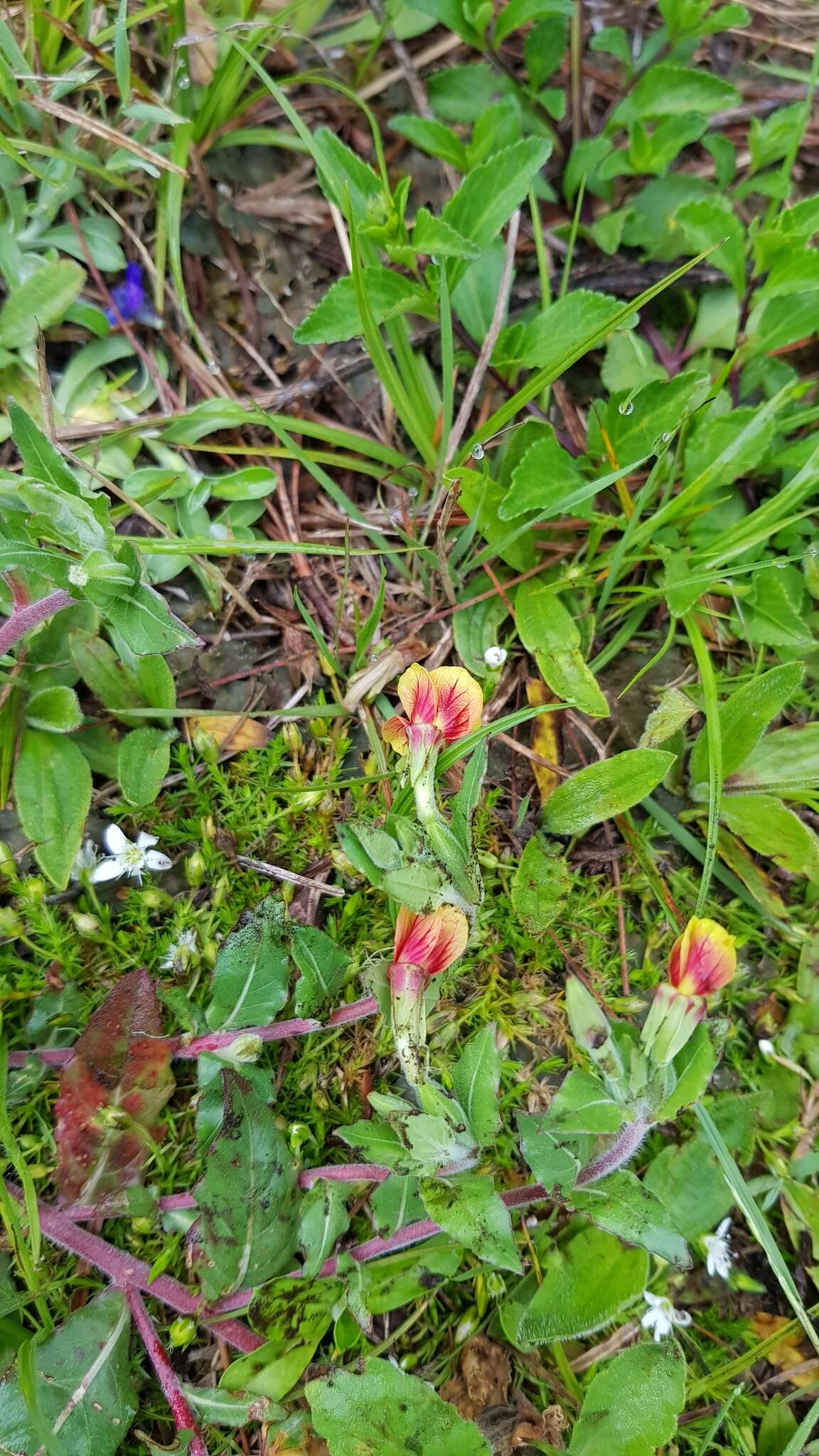 Oenothera epilobiifolia subsp. cuprea (Schltdl.) P. H. Raven & D. R. Parn.的圖片