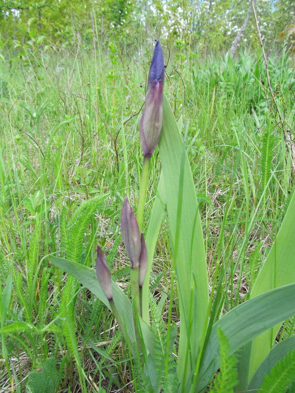 Image of stool iris