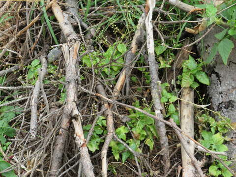 Image of enchanter's nightshade