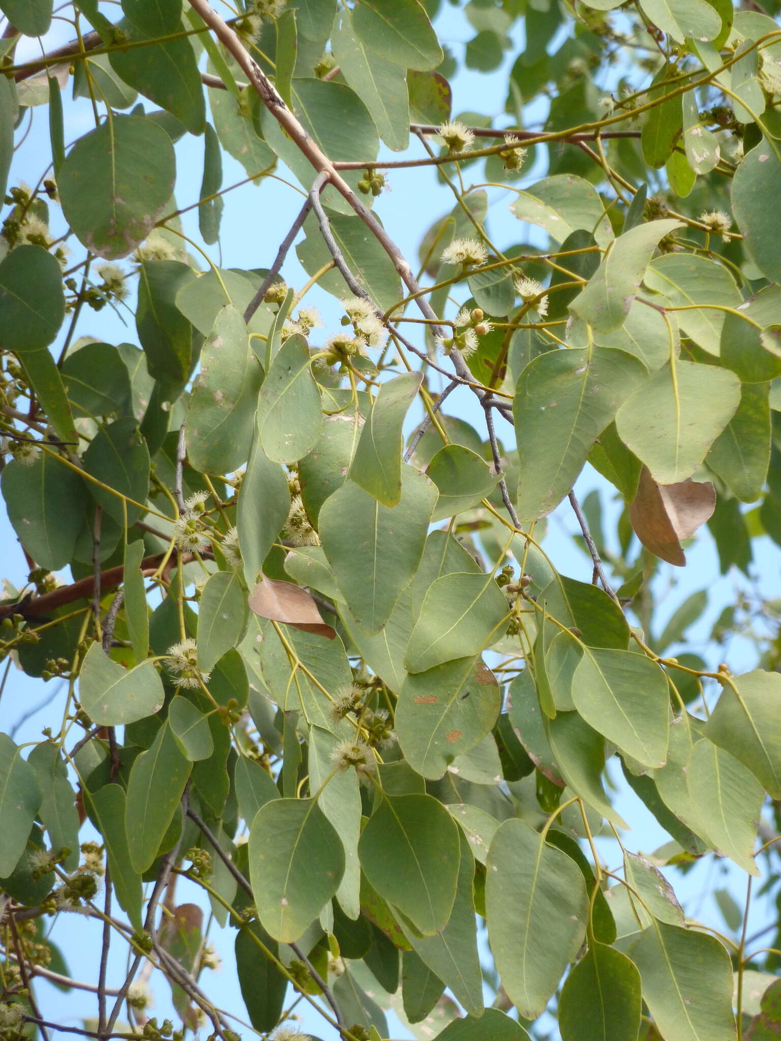 Image of Eucalyptus tintinnans (Blakely & Jacobs) L. A. S. Johnson & K. D. Hill