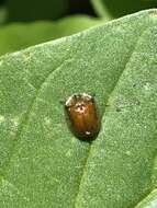 Image of Charidotella (Charidotella) succinea (Boheman 1855)