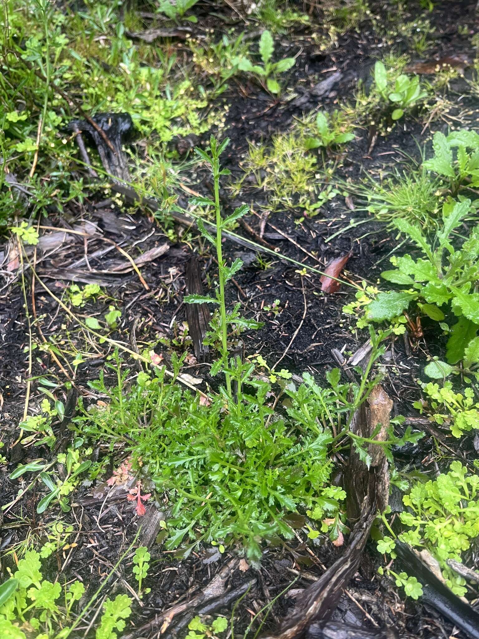 Image of Lepidium desvauxii Thell.