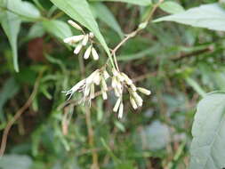 Image of Eupatorium tashiroi Hayata