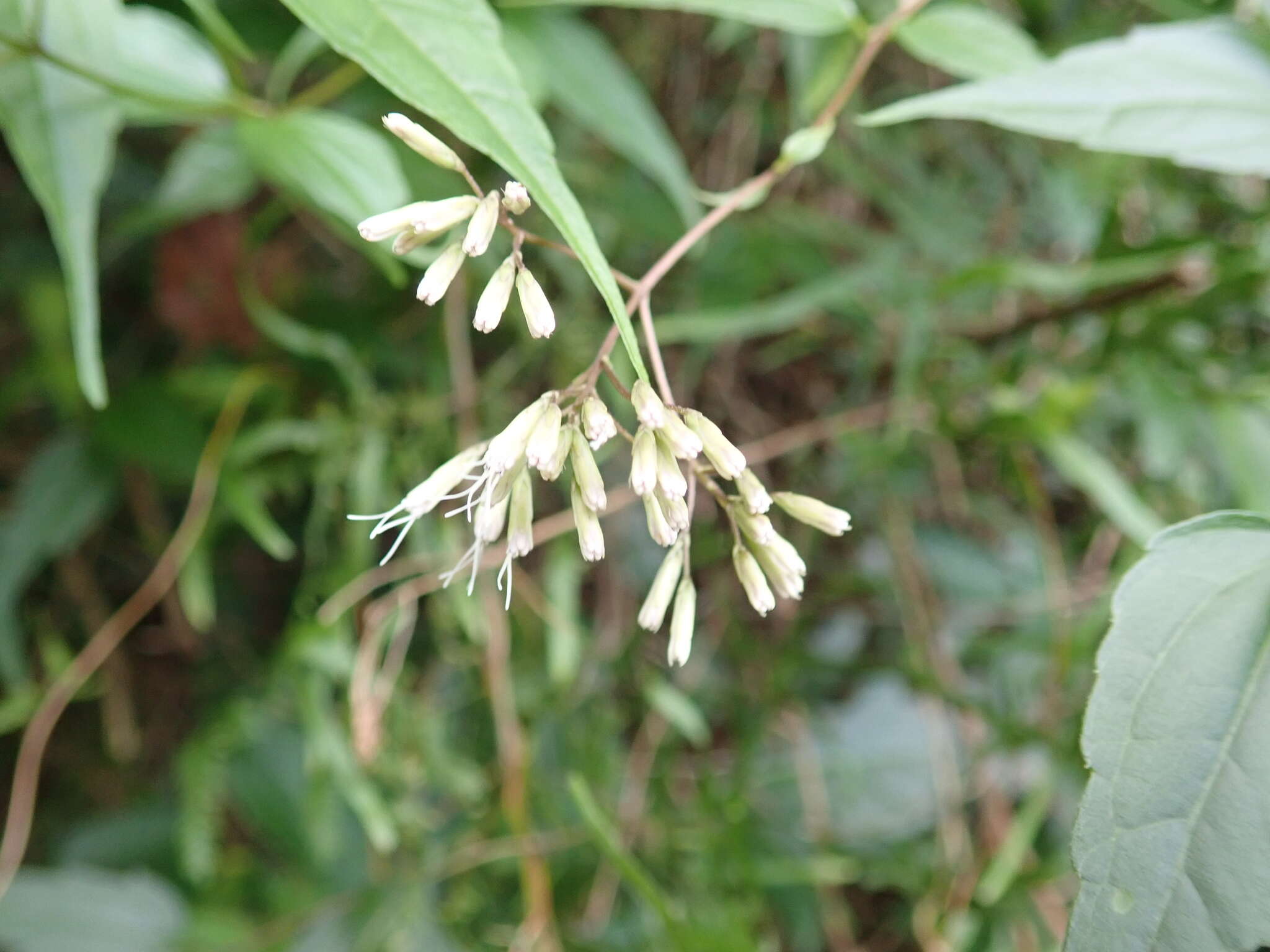 Image of Eupatorium tashiroi Hayata