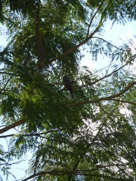 Image of Blue-crowned Trogon