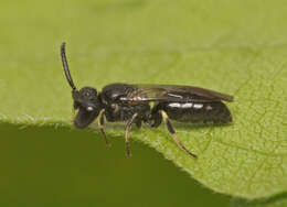 Image of Hylaeus communis Nylander 1852