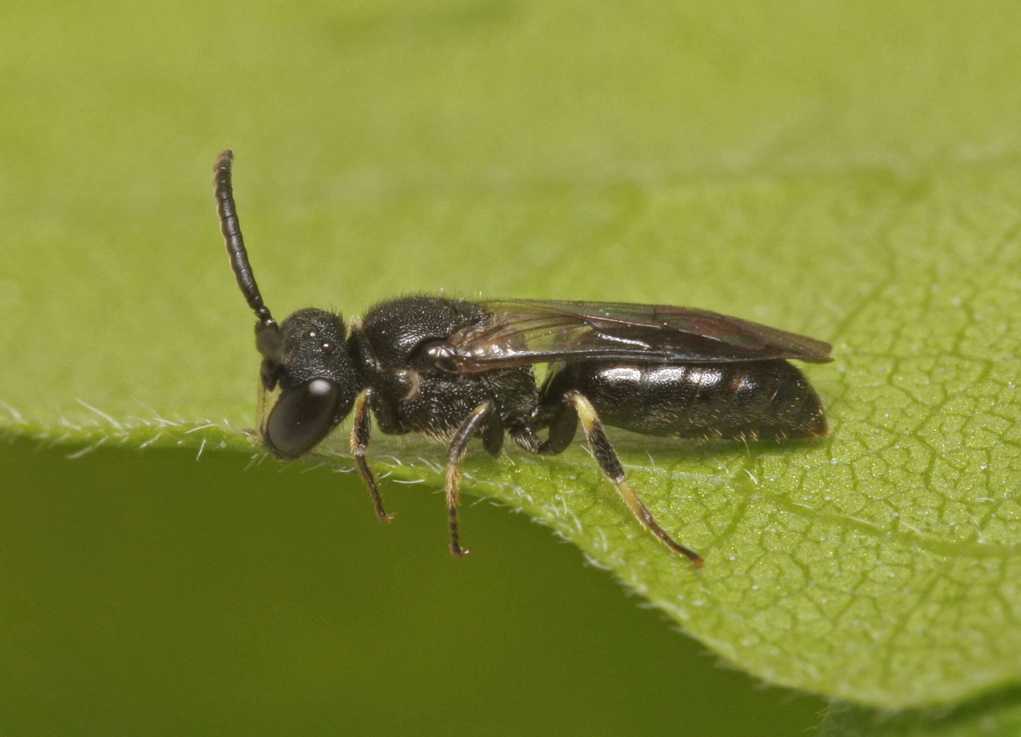 Image of Hylaeus communis Nylander 1852