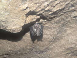 Image of Least Horseshoe Bat