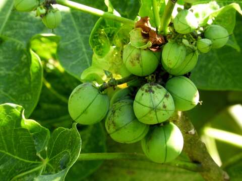 Image of Barbados nut