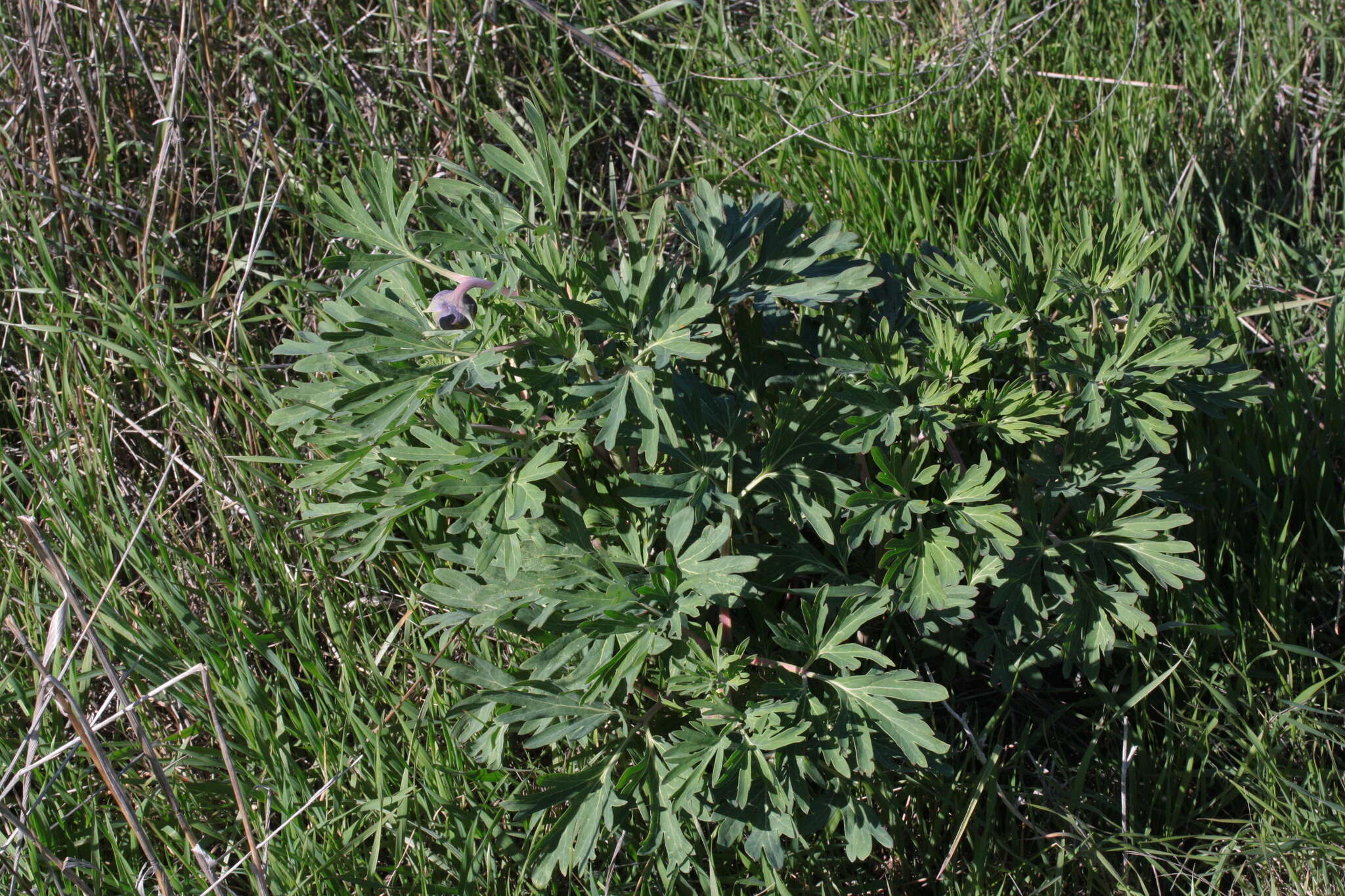 Image of California peony