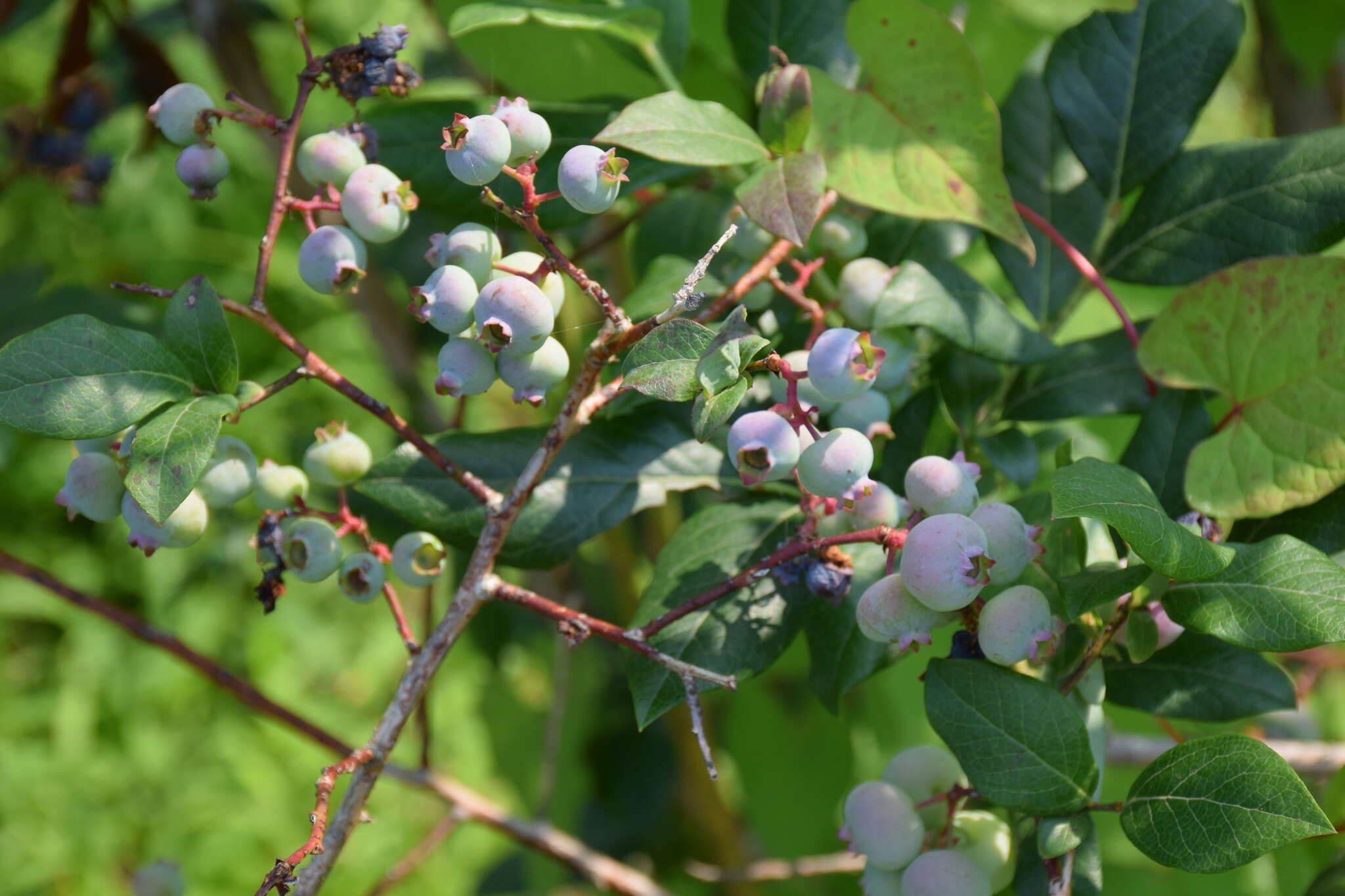 Image of Highbush blueberry