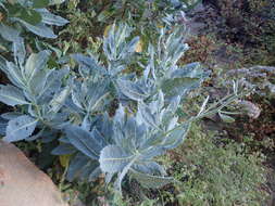 Image of Pacific yerba santa