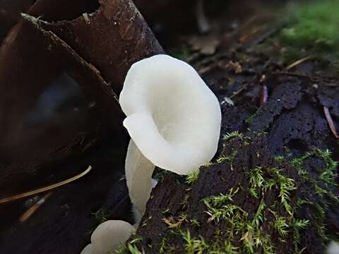 Image of Crepidotus nyssicola (Murrill) Singer 1973