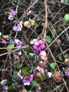 Image of Symphoricarpos × chenaultii Rehder