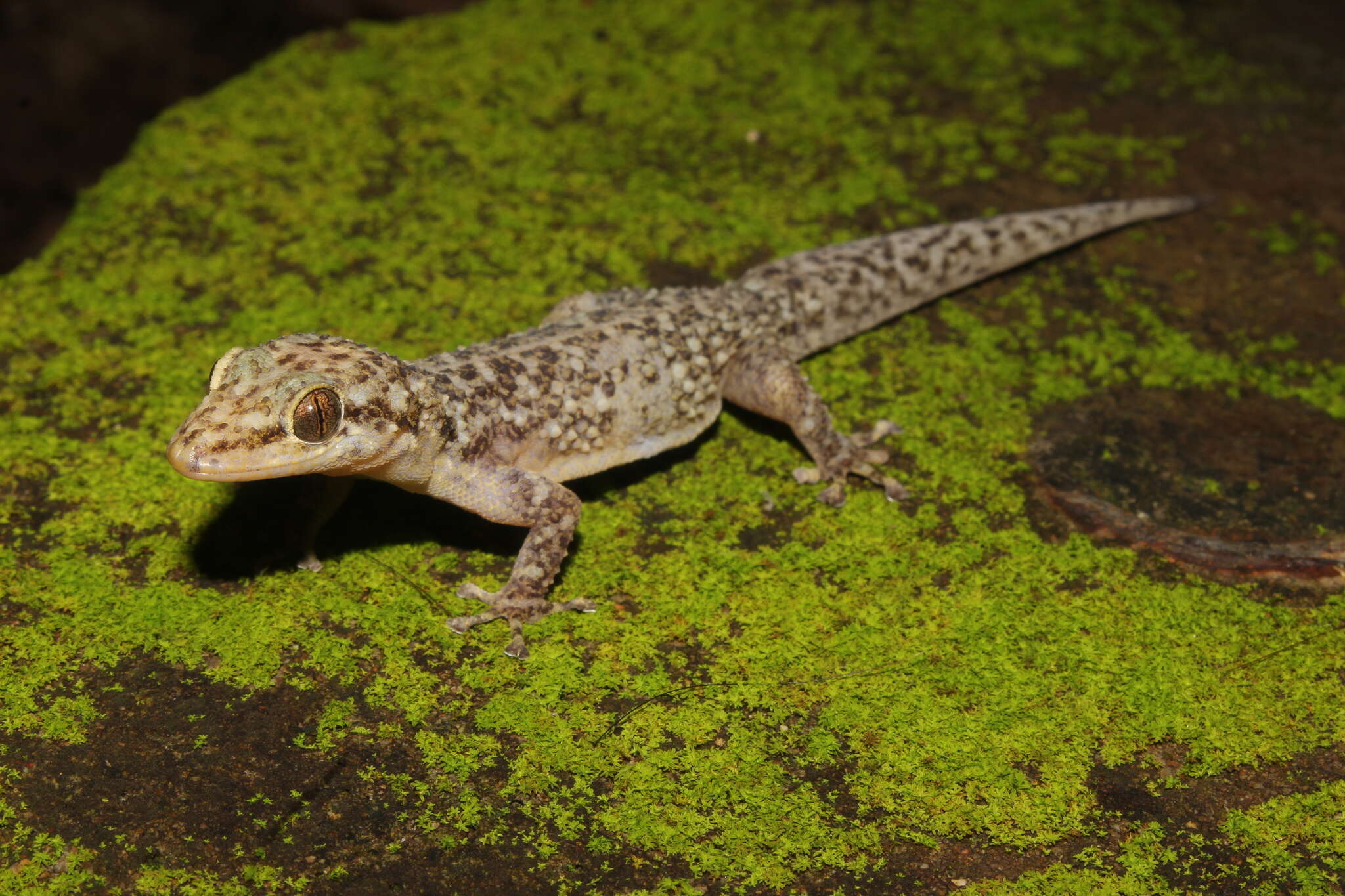 Imagem de Phyllodactylus lanei Smith 1935