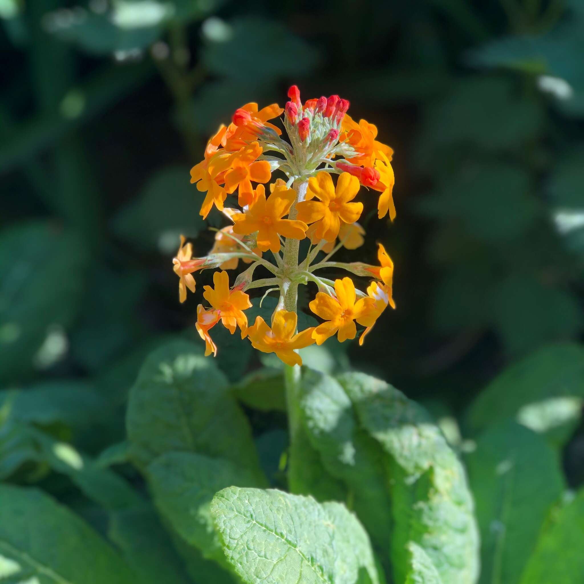 Primula bulleyana Forrest resmi