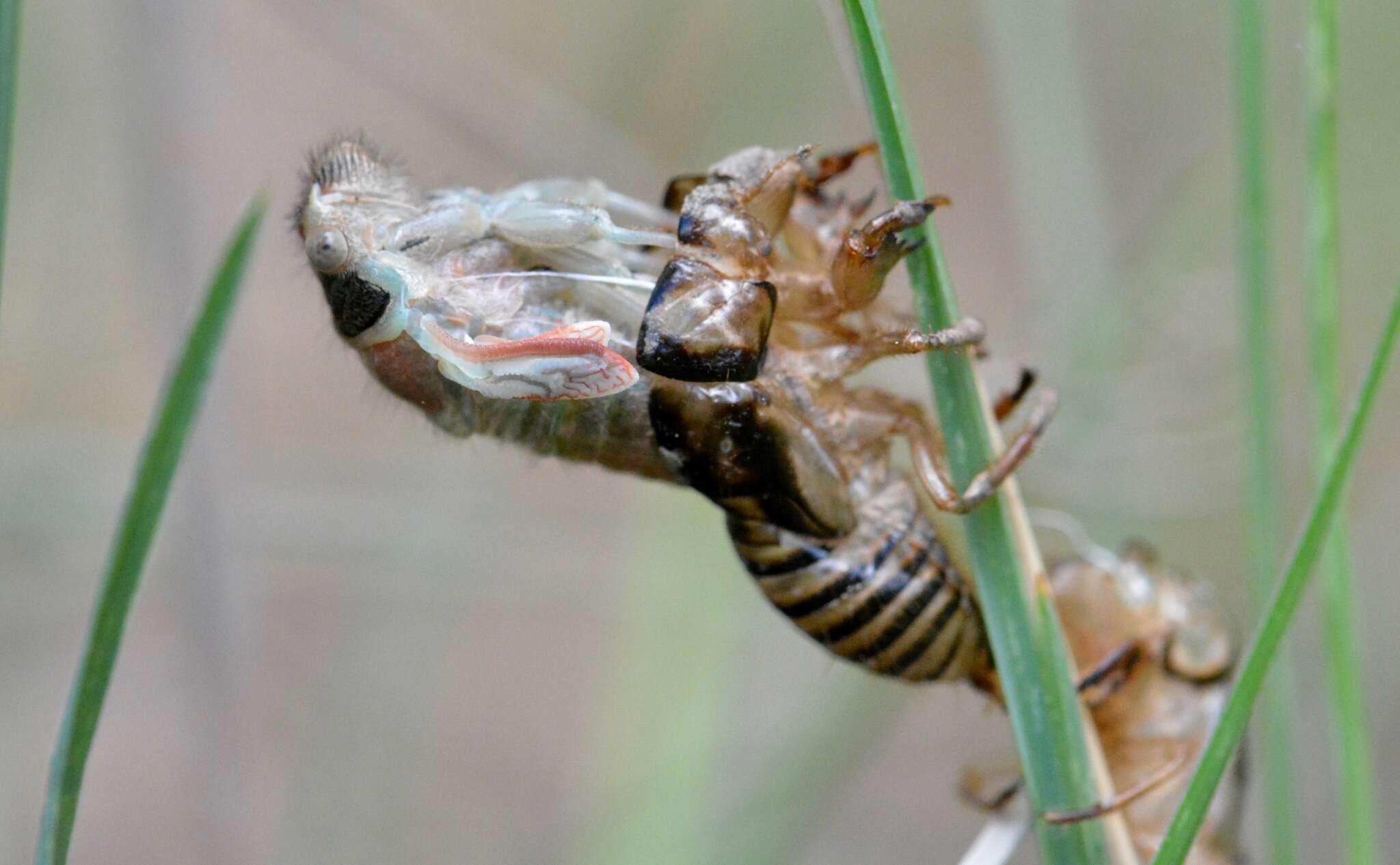 Image of Platypedia areolata (Uhler 1861)