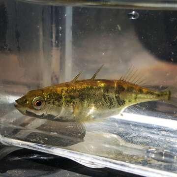 Image of Blackspotted Stickleback