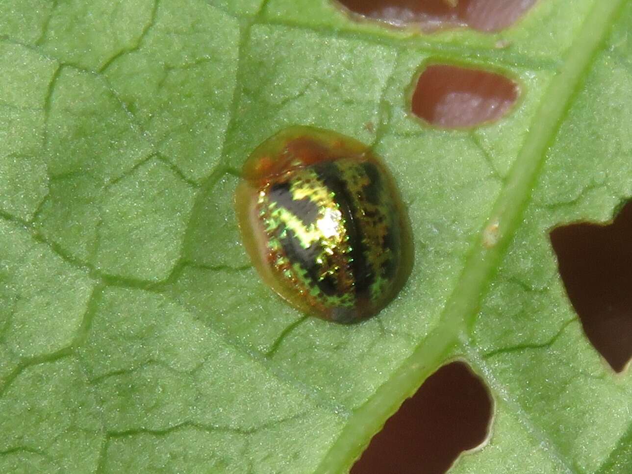 Image of Agroiconota atromaculata Borowiec 2005