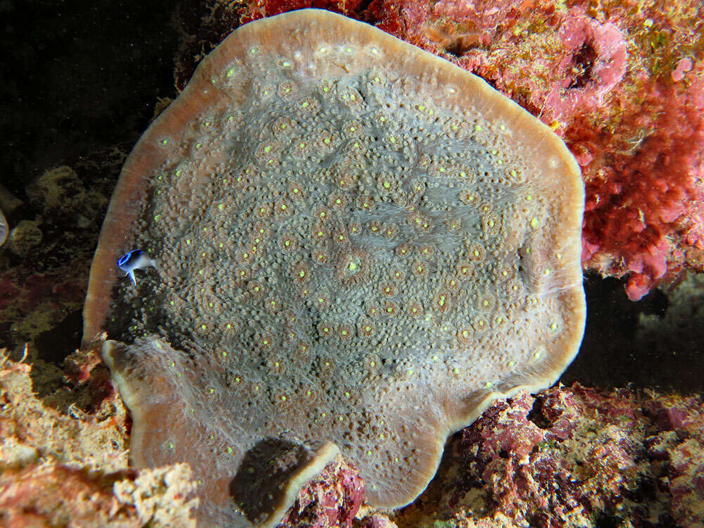 Image of Flat Lettuce Coral