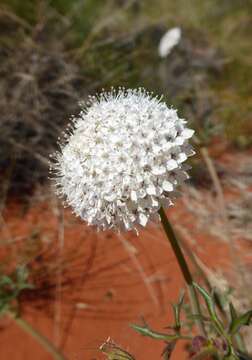 Trachymene glaucifolia (F. Müll.) Benth.的圖片