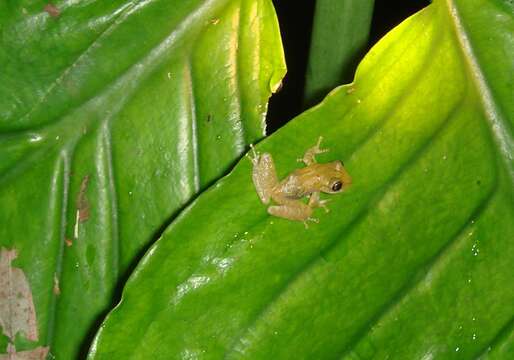 Image of Brazilian Treefrogs