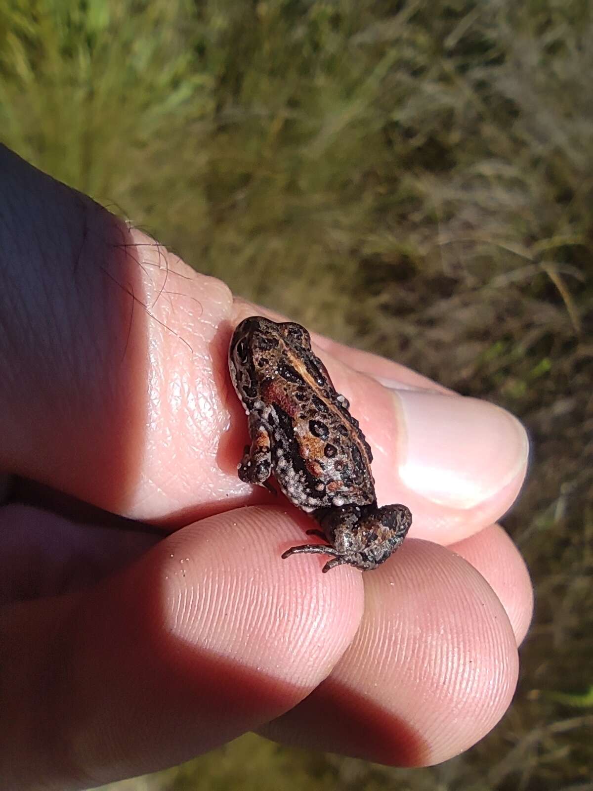 Image of Capensibufo magistratus Channing, Measey, De Villiers, Turner & Tolley 2017