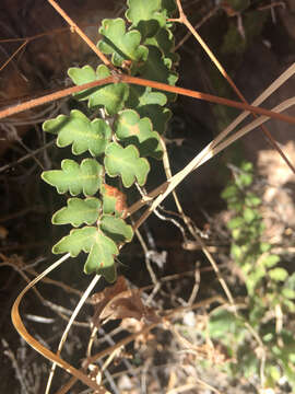 Image of wavy scaly cloakfern