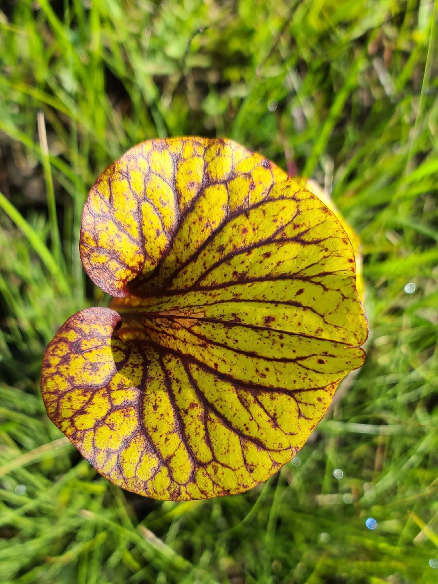 Image of <i>Sarracenia flava</i> var. <i>rubricorpora</i>