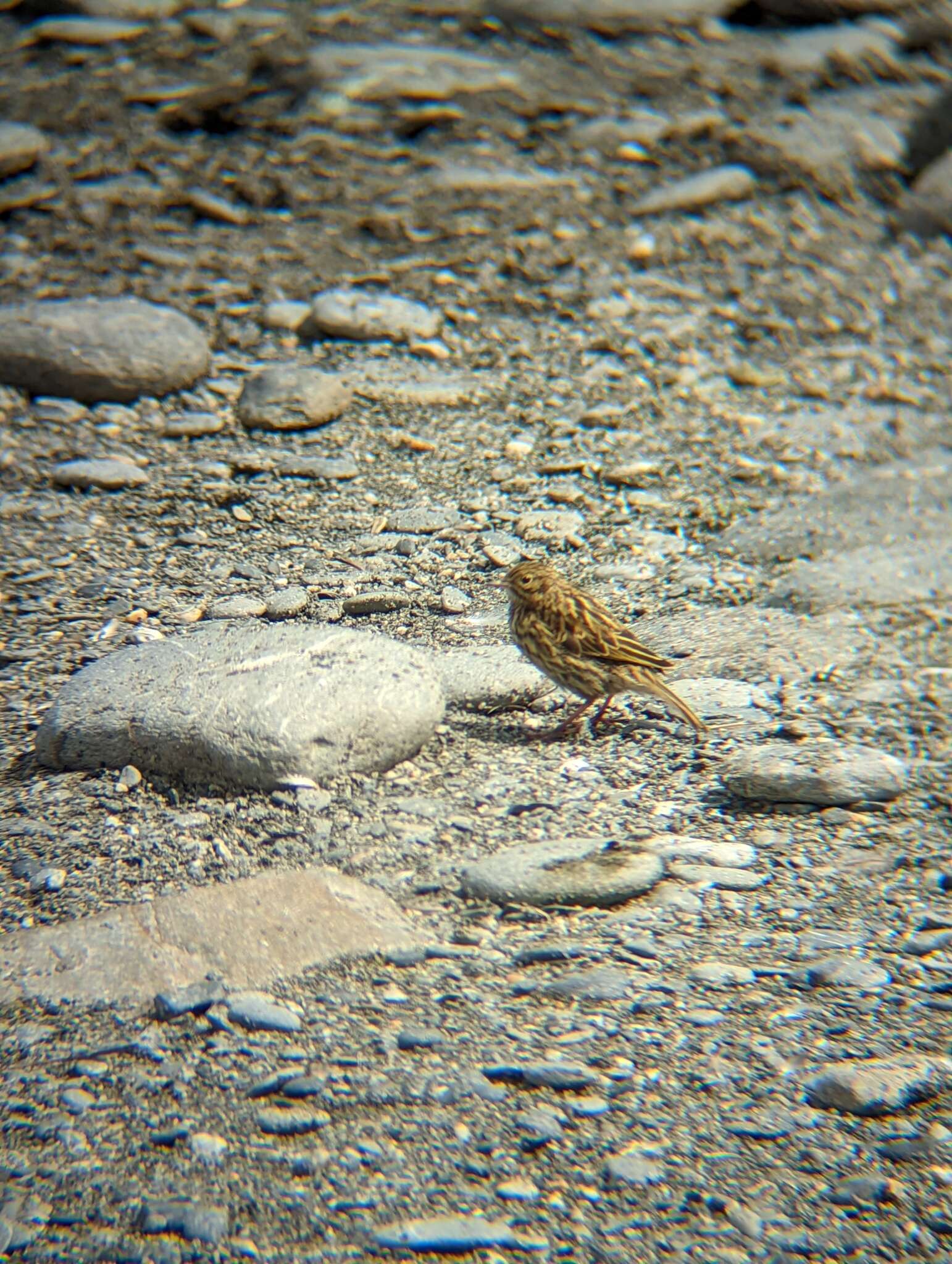 Image of South Georgia Pipit