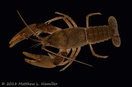 Cambarus tenebrosus Hay 1902的圖片