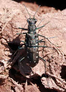 Image of Cicindela (Cicindelidia) ocellata rectilatera Chaudoir 1843