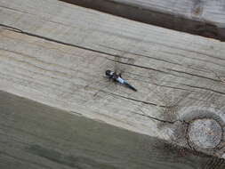 Image of Chalk-fronted Corporal