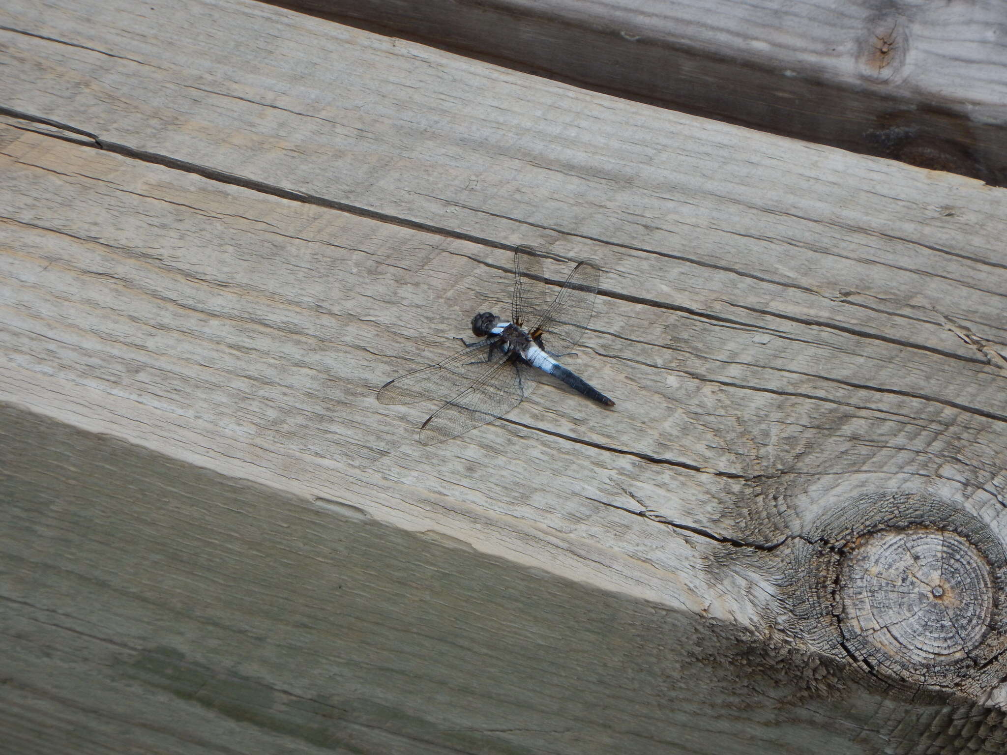 Image of Chalk-fronted Corporal