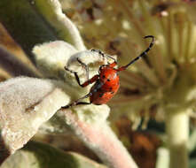 Image of Red-femured Milkweed Borer