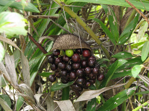 Image of Bactris glaucescens Drude