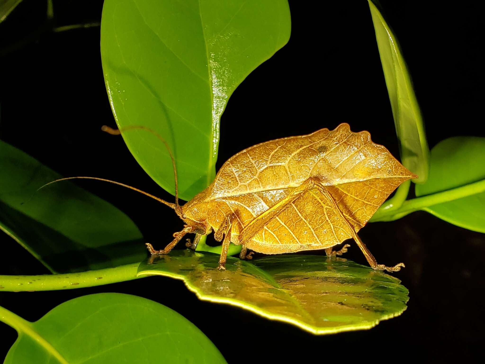 Imagem de Mimetica crenulata Rehn & J. A. G. 1906