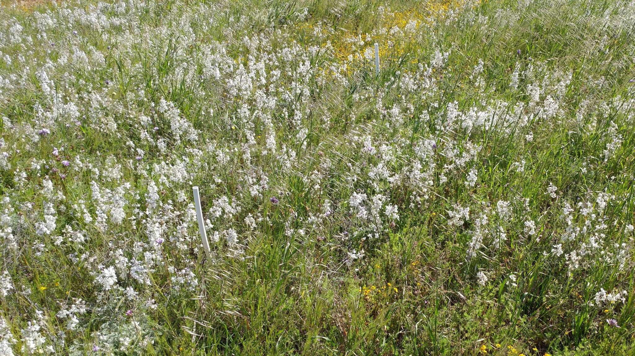 Delphinium variegatum subsp. kinkiense (Munz) M. J. Warnock的圖片