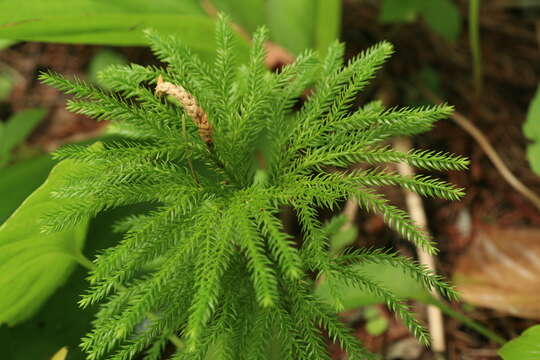 Image of Dendrolycopodium juniperoideum (Sw.) A. Haines